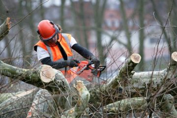 Tree Trimming